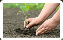 Organic Gardening